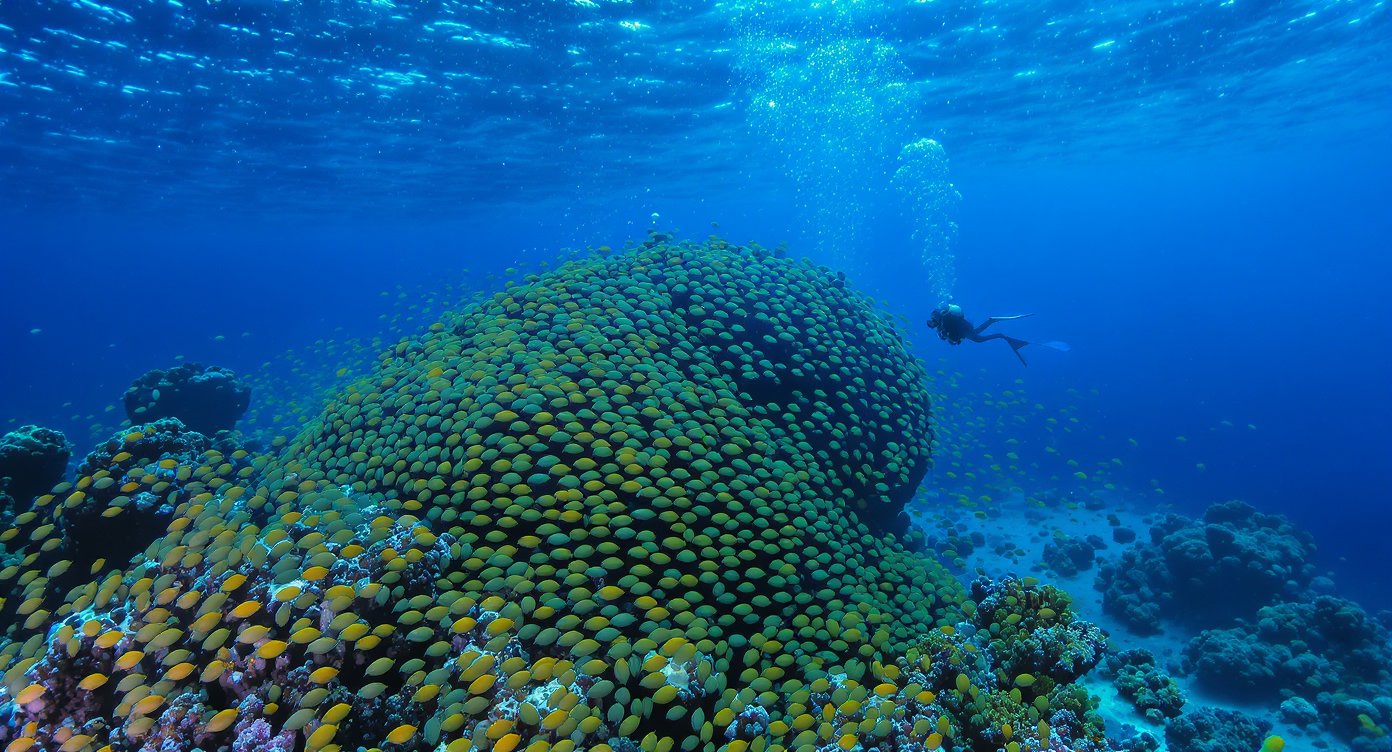 Dense reef fish at Batu Bolong dive site, Komodo National Park, Flores liveaboard